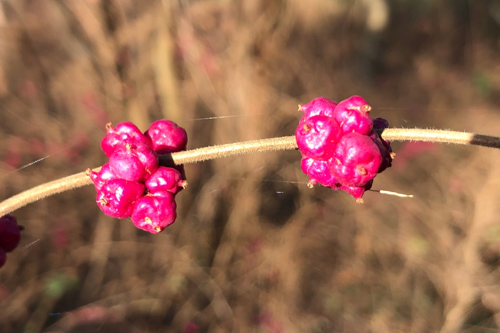 Coralberry (Symphoricarpos orbiculatus) in winter: two tight clusters of glossy magenta-pink berries sitting right against a thin, finely hairy, leafless tan stem, with part of a third cluster at the left edge, in front of a blurred background of dry brown vegetation.