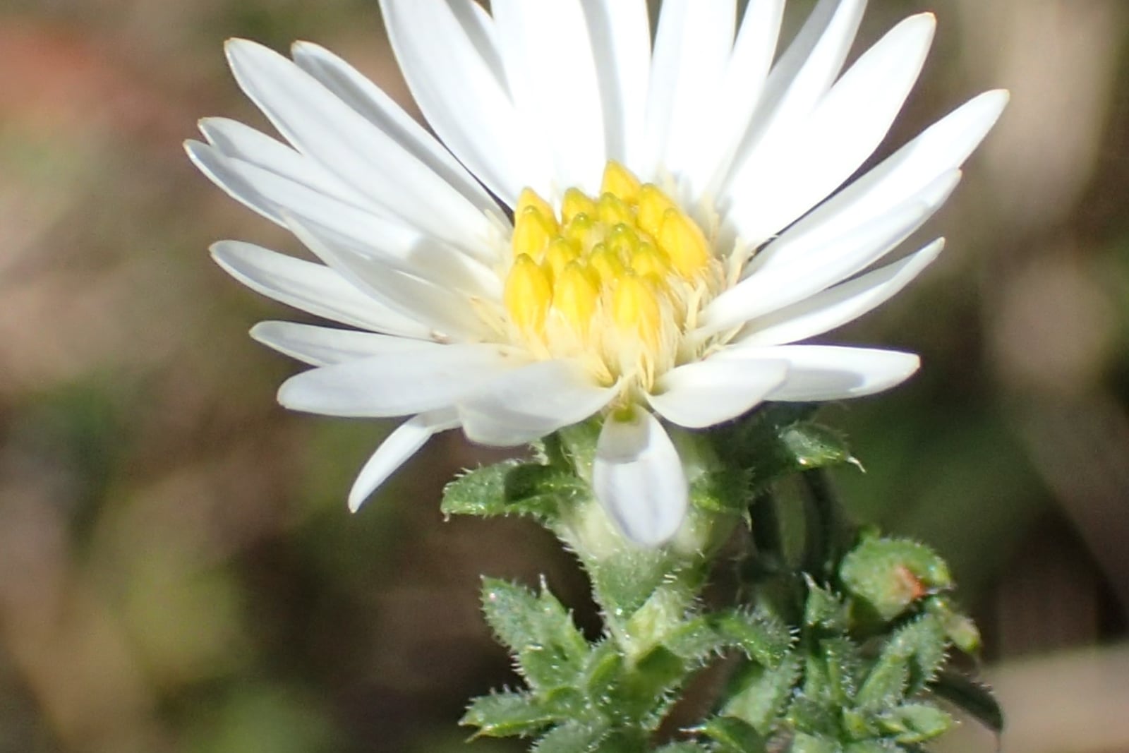 White heath aster (Symphyotrichum ericoides) flower with white ray florets around a yellow disk, above the narrow needle-like (heath-like) leaves on a hairy stem that give the species its name.