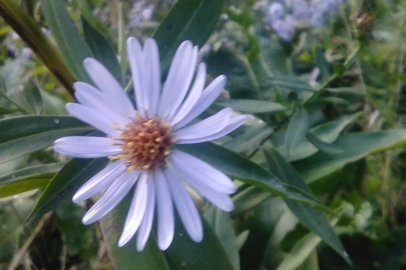 Smooth blue aster (Symphyotrichum laeve) showing characteristic blue-violet starry flowers.