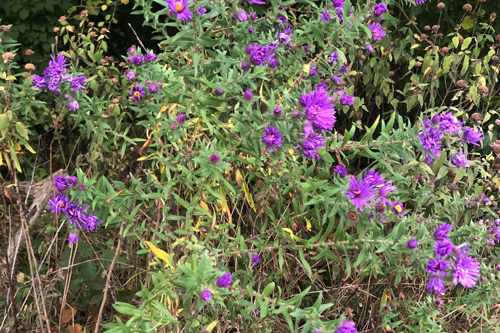 New England aster (Symphyotrichum novae-angliae) mature clump in flower along a roadside, showing its tall, multi-stemmed bushy habit massed with violet-purple ray flowers.