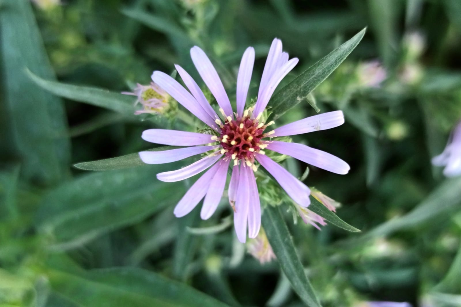 New York aster (Symphyotrichum novi-belgii) in flower, showing pale lavender-purple ray florets around a reddish-purple central disk with yellow stamens, above narrow lance-shaped leaves.