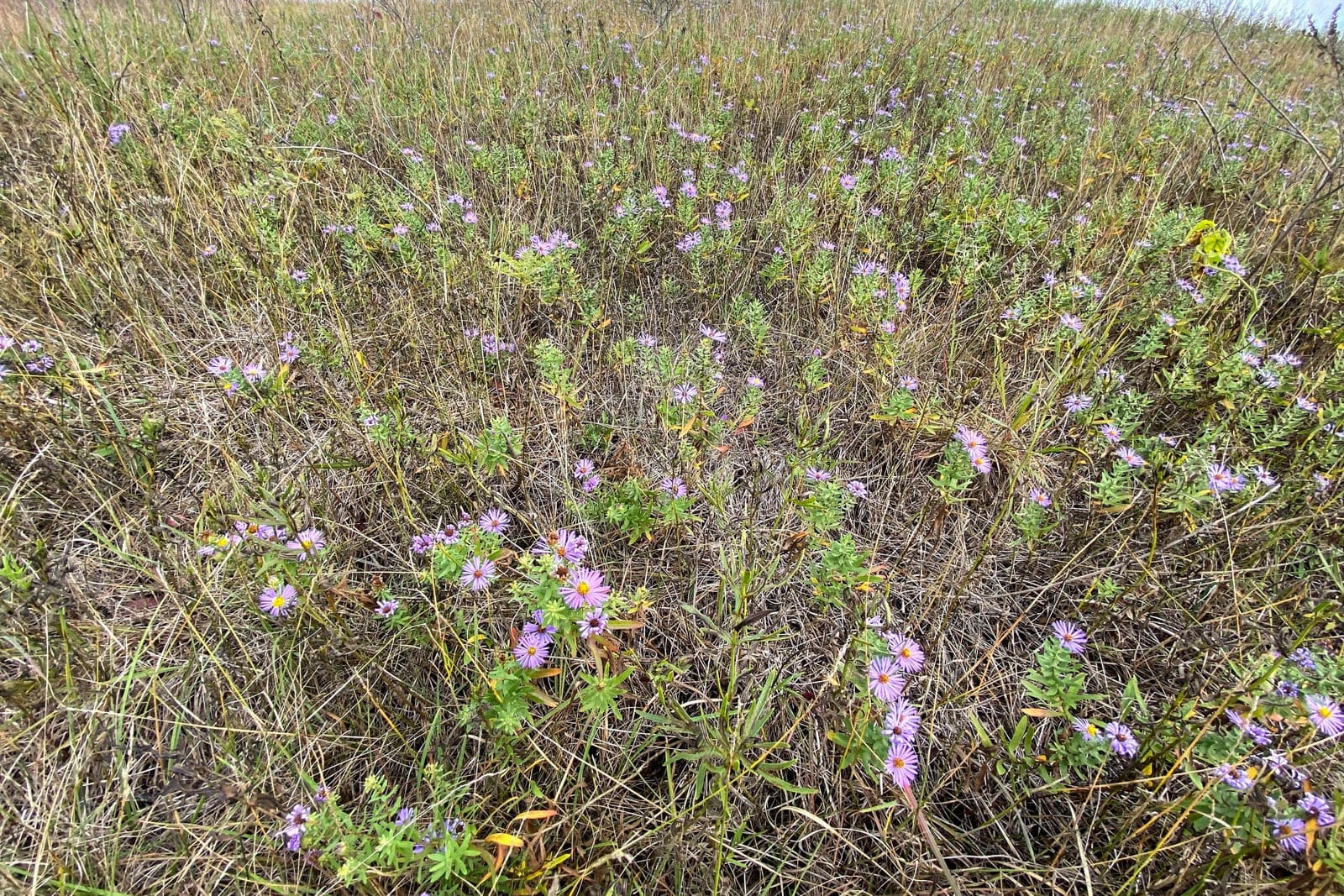 Aromatic aster (Symphyotrichum oblongifolium) in its native tallgrass prairie, the low, spreading, much-branched cushiony form dotted with lavender-blue daisy flowers.