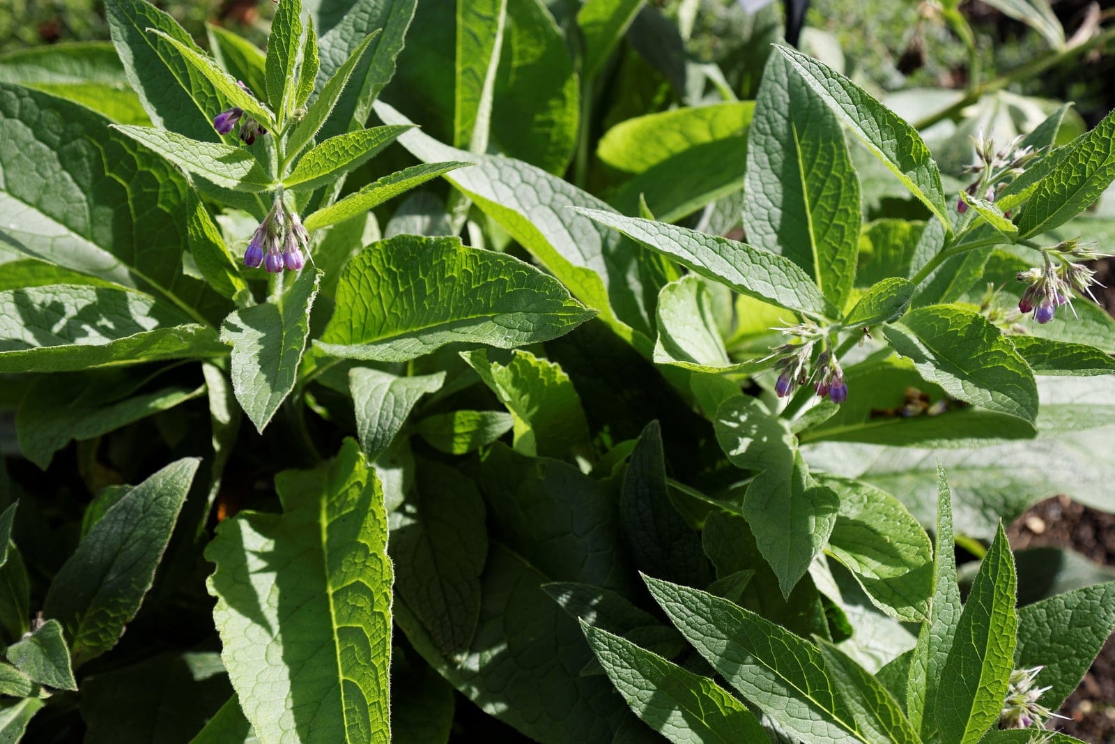 Comfrey (Symphytum officinale) showing drooping clusters of tubular purple bell-shaped flowers above large hairy lance-shaped basal leaves.