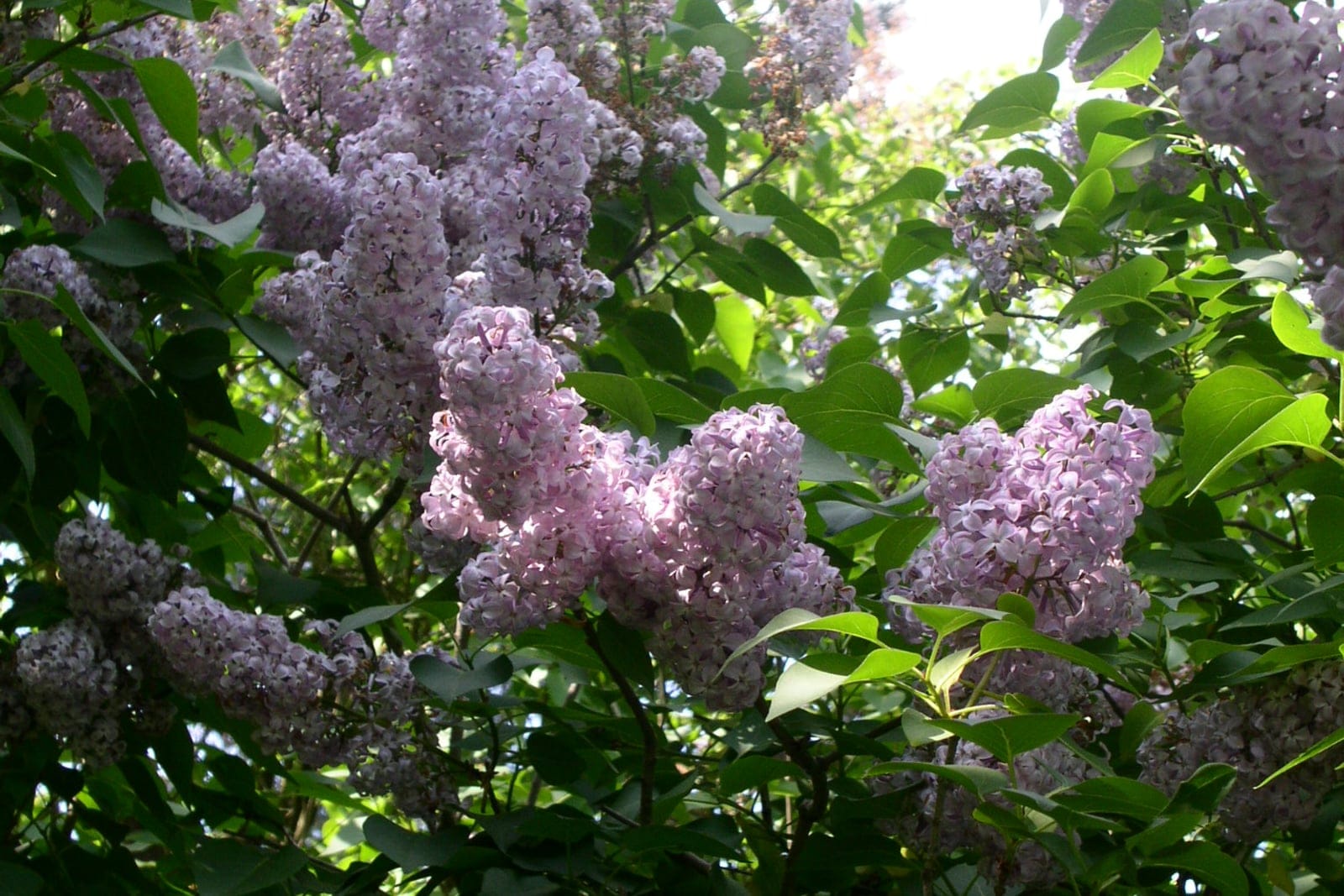Common lilac (Syringa vulgaris) in bloom, showing dense conical panicles of lilac-purple flowers among blue-green, heart-shaped leaves.