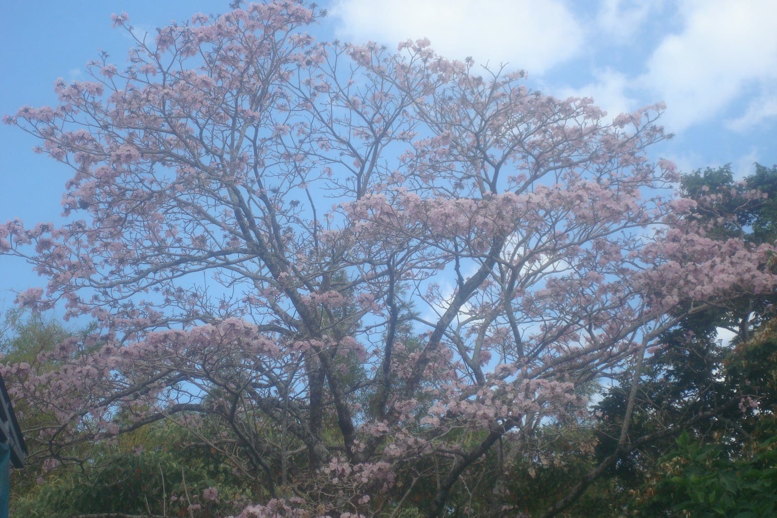 Pink trumpet tree (Tabebuia rosea) - spreading rounded canopy of a mature tree covered in pink trumpet-shaped flowers, leafless flowering habit - blooms appear on bare branches before the foliage, massed clusters of pale-to-rosy pink blossoms across the entire crown.