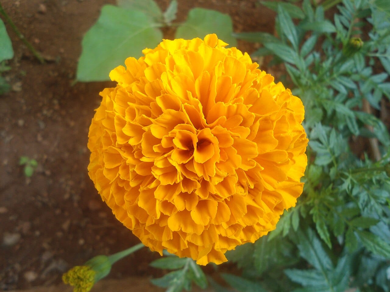 African marigold (Tagetes erecta) - large dense globe-shaped double flower head, deep orange color, finely divided pinnate foliage.