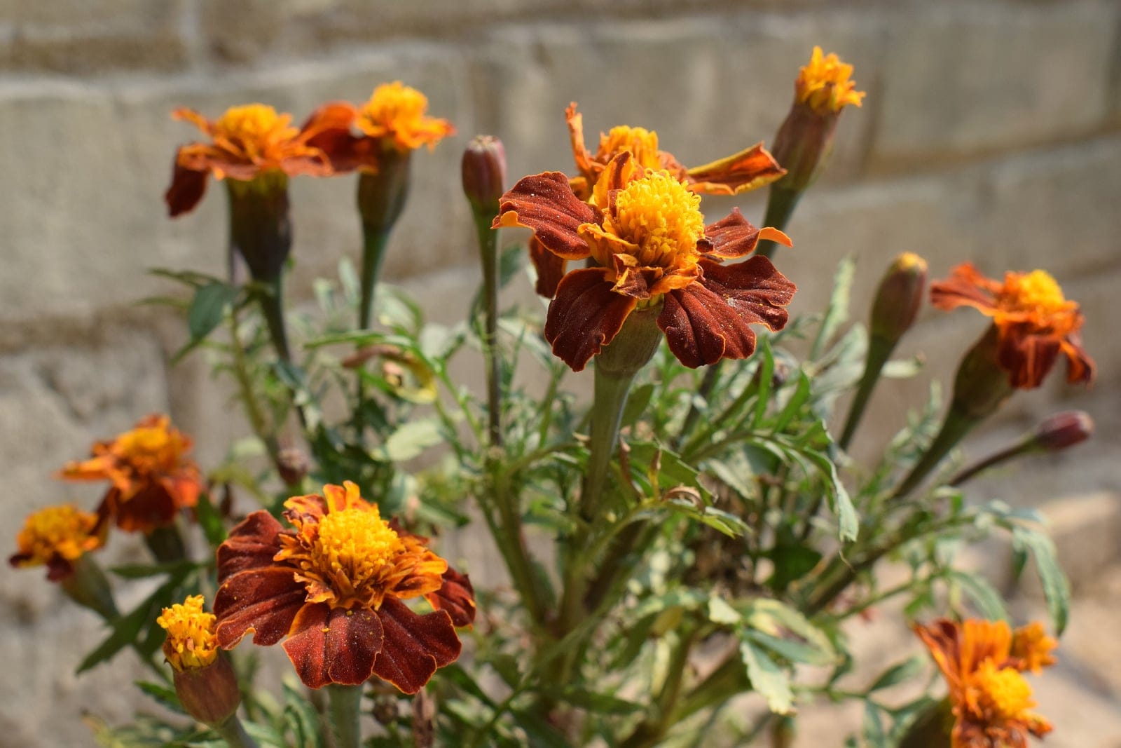 French marigold (Tagetes patula) in bloom showing upright bushy habit with mahogany-and-gold bicolor flowerheads, buds, and finely divided pinnate toothed foliage.