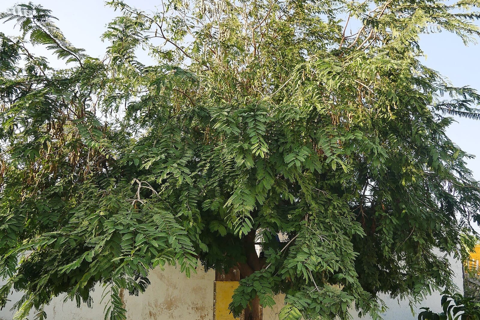 Tamarind (Tamarindus indica) - single woody trunk supporting a tree habit with a broad, spreading crown, fine, feathery alternate-pinnate foliage of many small leaflets, dense green canopy showing the evergreen, leafy crown form.