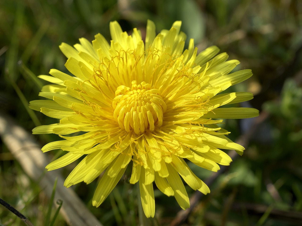 Dandelion (Taraxacum officinale) - bright-yellow composite flower head, many strap-shaped ray florets, densely packed central disc, classic dandelion bloom.