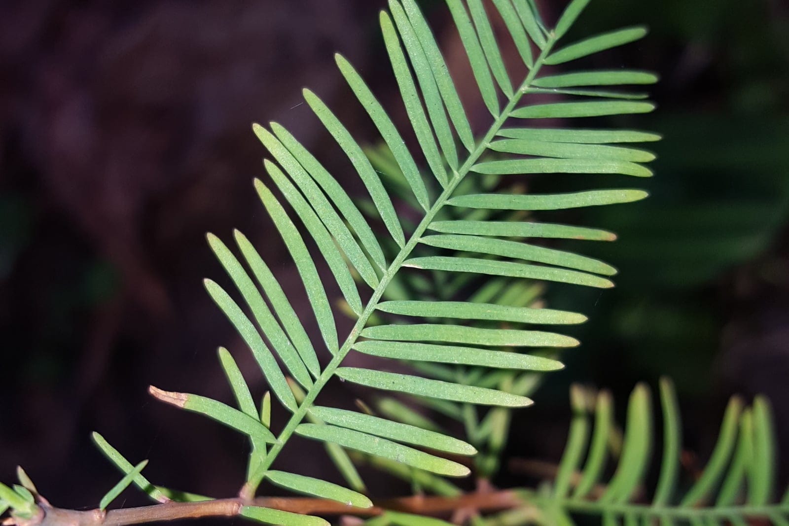 Bald cypress (Taxodium distichum) foliage close-up showing soft, flat, two-ranked (distichous) needle sprays against a dark background.