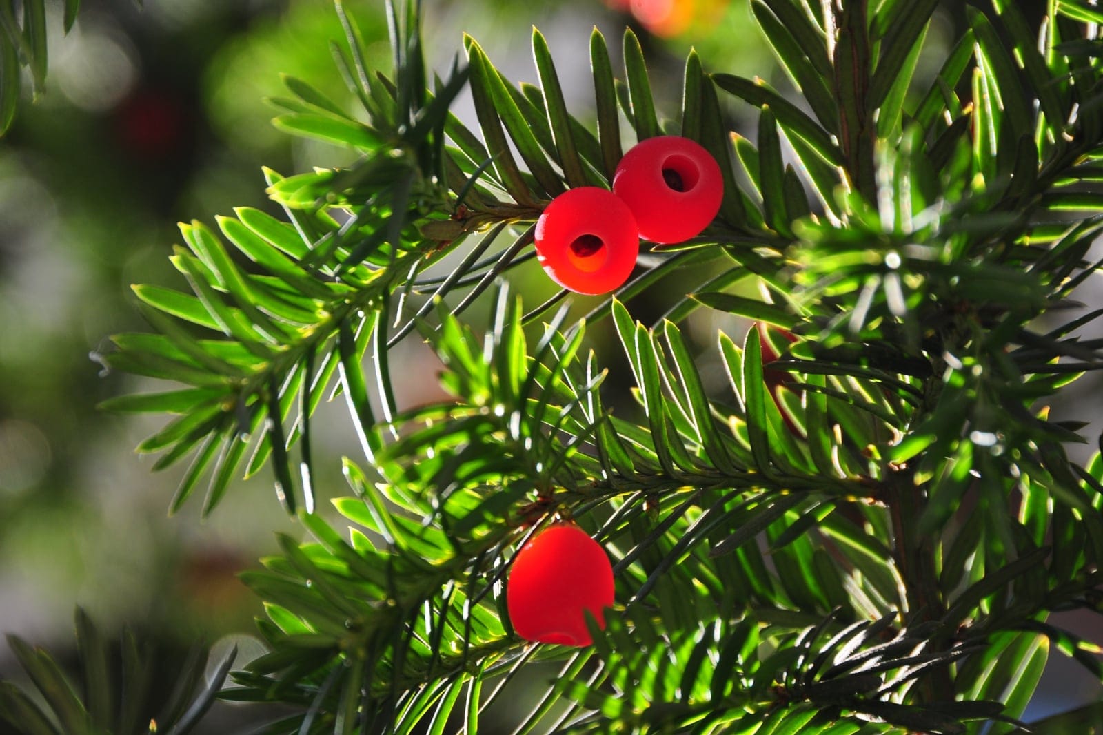 English yew (Taxus baccata) foliage - flat dark-green needles in two ranks along the shoots, with the characteristic bright-red fleshy arils ripening among them
