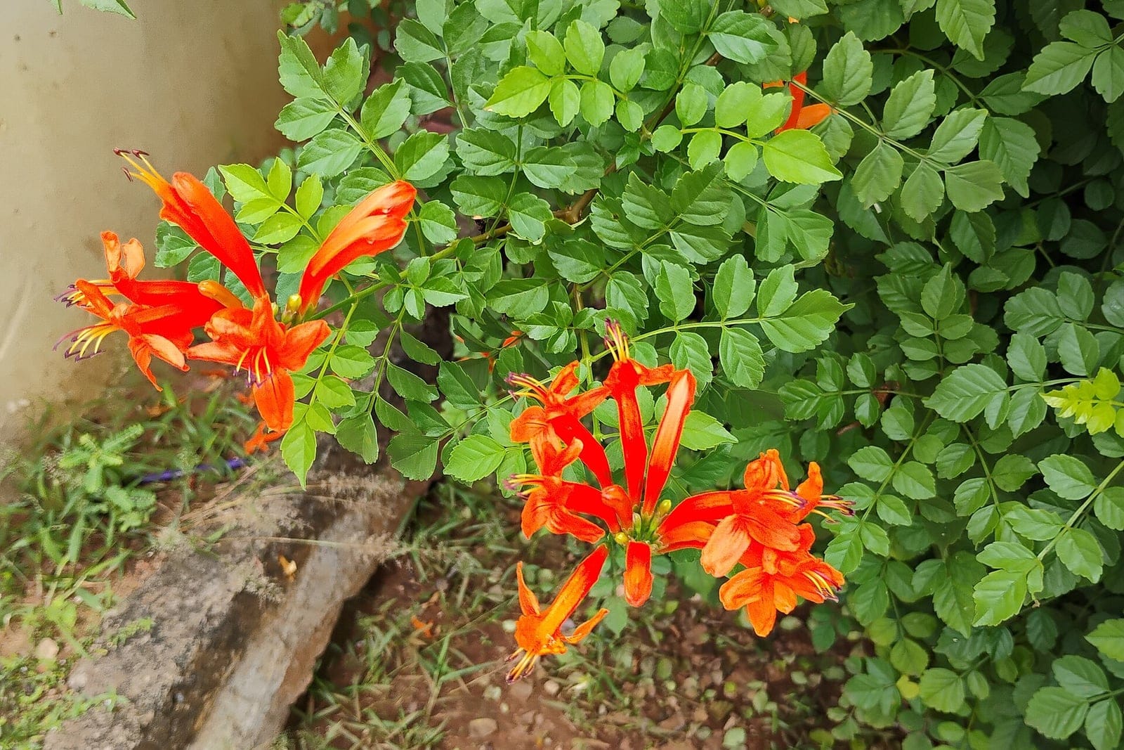 A Cape honeysuckle (Tecomaria capensis) shrub with arching evergreen foliage and clusters of slender orange tubular flowers.