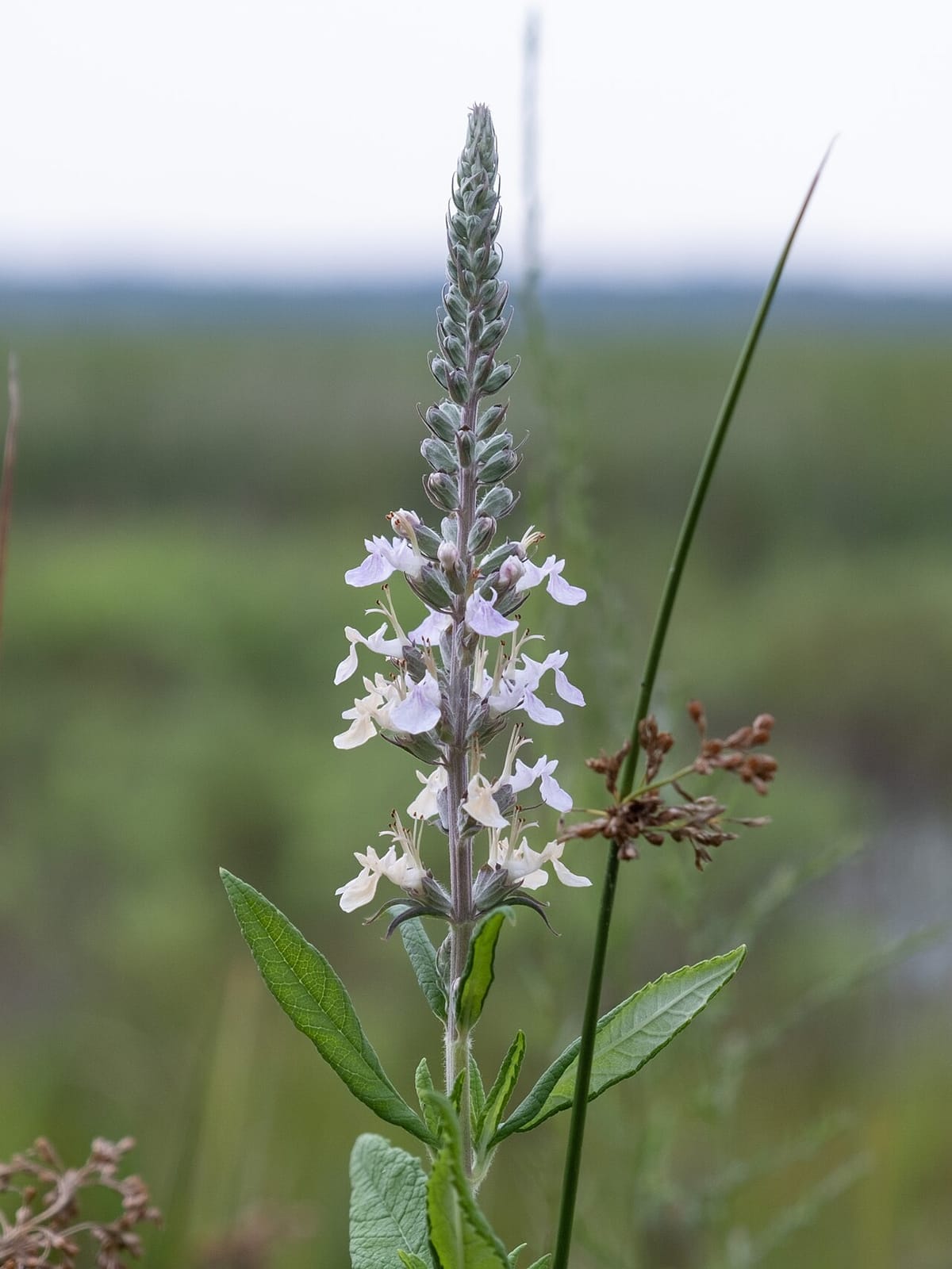 American germander (Teucrium canadense) - erect spike of pale lavender-white flowers, single-lipped germander florets, lance-shaped opposite leaves.