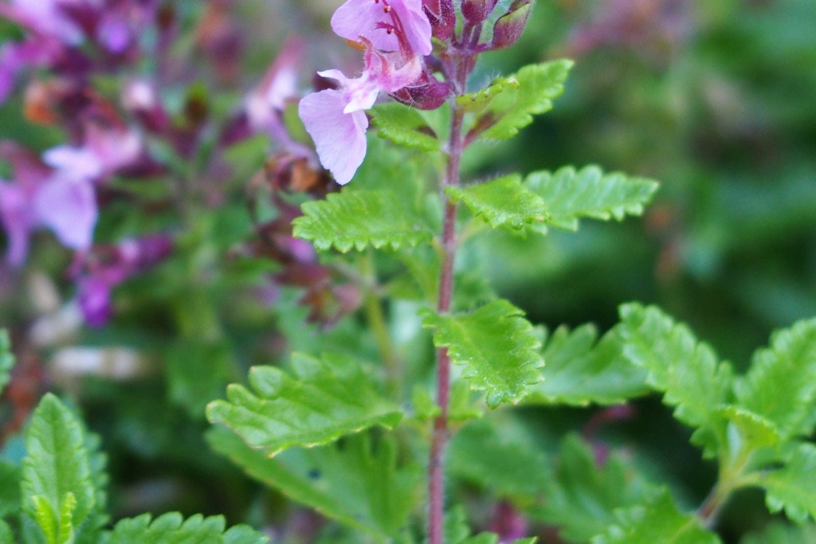 Camedrio (Teucrium chamaedrys) - hojas lustrosas de color verde oscuro, festoneadas (dentadas, semejantes a las del roble), en pares opuestos a lo largo del tallo, espiga corta de flores bilabiadas (labiadas) de rosa a púrpura, porte de subarbusto bajo, extendido y folioso que forma una masa densa.