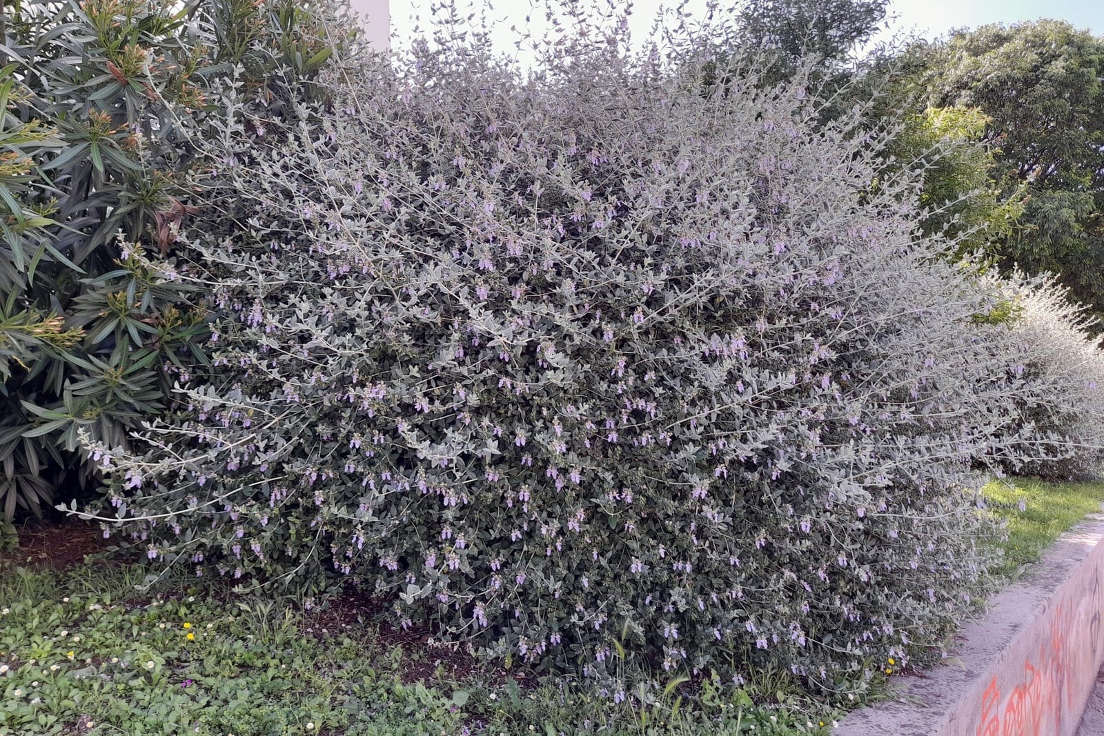 Tree germander (Teucrium fruticans) in Split, Croatia, showing arching silvery stems, grey-green aromatic leaves, and pale lavender-blue flowers