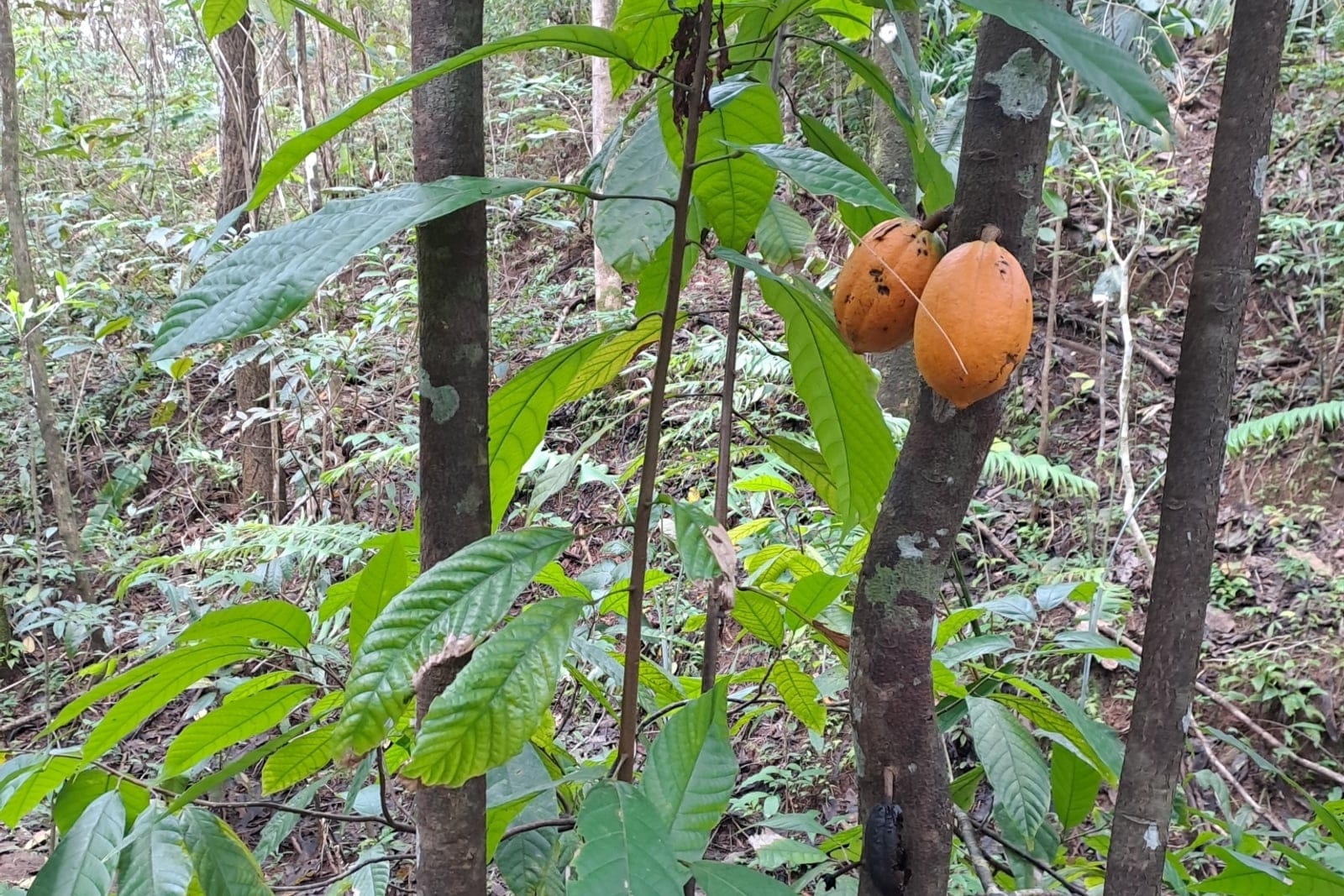 Cacao (Theobroma cacao) - cauliflorous orange-ripening pods borne directly on the woody stem, large oblong-elliptic leaves with prominent venation, slender understory treelet habit growing in shaded forest/plantation.