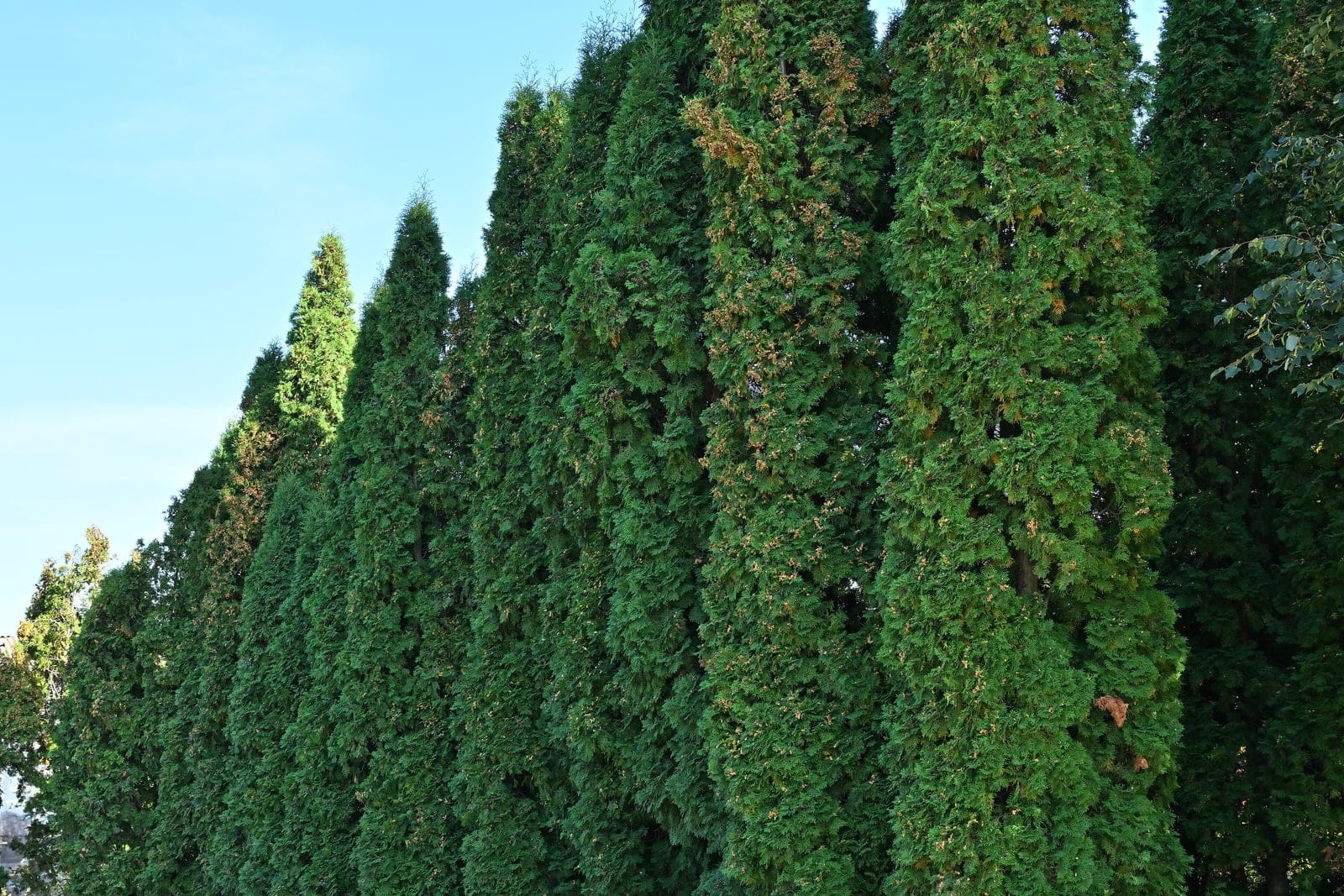 Mature American arborvitae (Thuja occidentalis) growing as dense, narrow-pyramidal evergreen trees clothed in scale-like foliage from crown to ground.