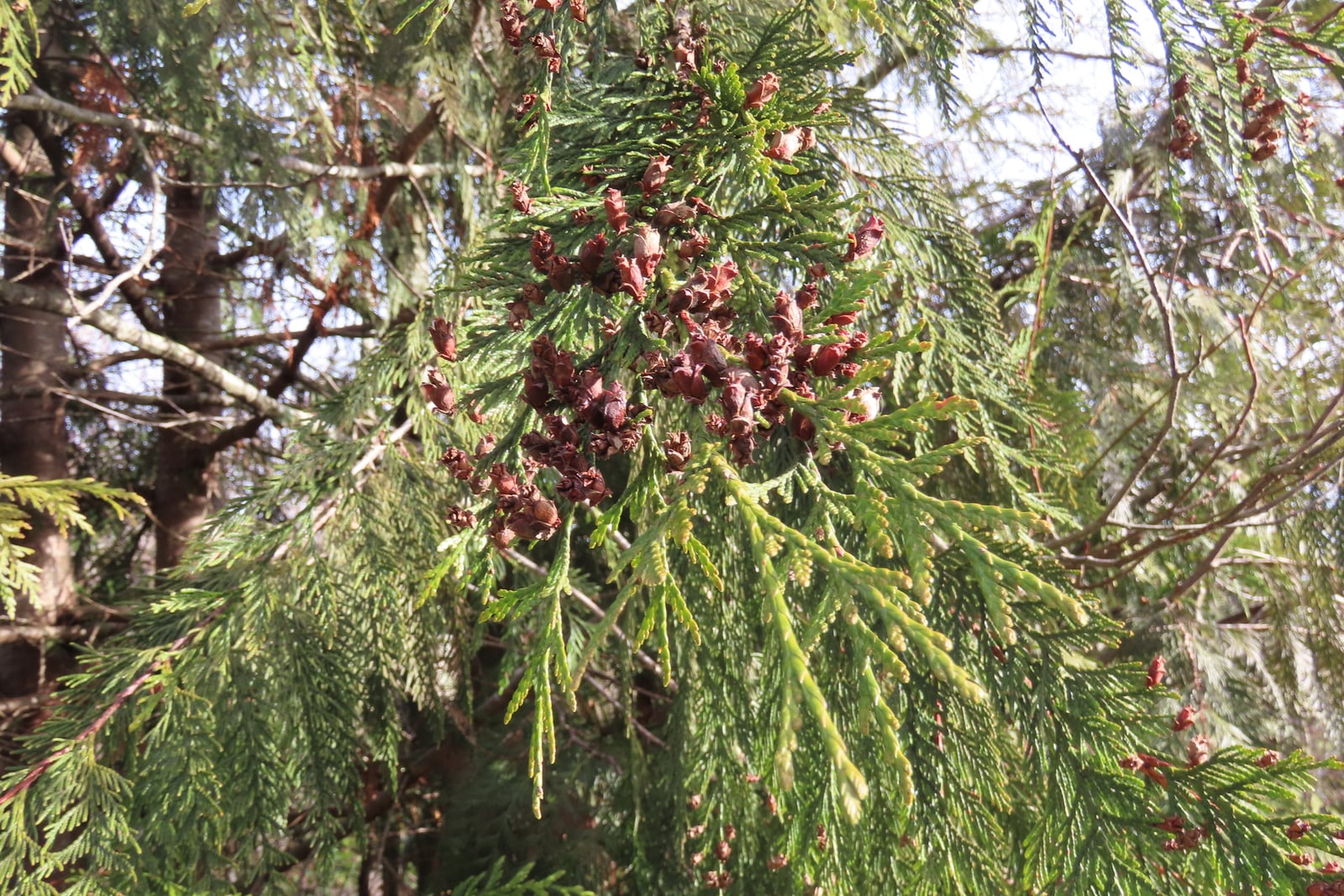 Branche retombante d'un thuya géant (Thuja plicata) aux rameaux plats en forme de fronde de fougère, couverts de minuscules feuilles en écailles, vert jaunâtre aux extrémités et vert plus foncé derrière, avec une grappe dense de petits cônes ouverts brun rougeâtre ; des troncs minces et d'autres branches remplissent l'arrière-plan.