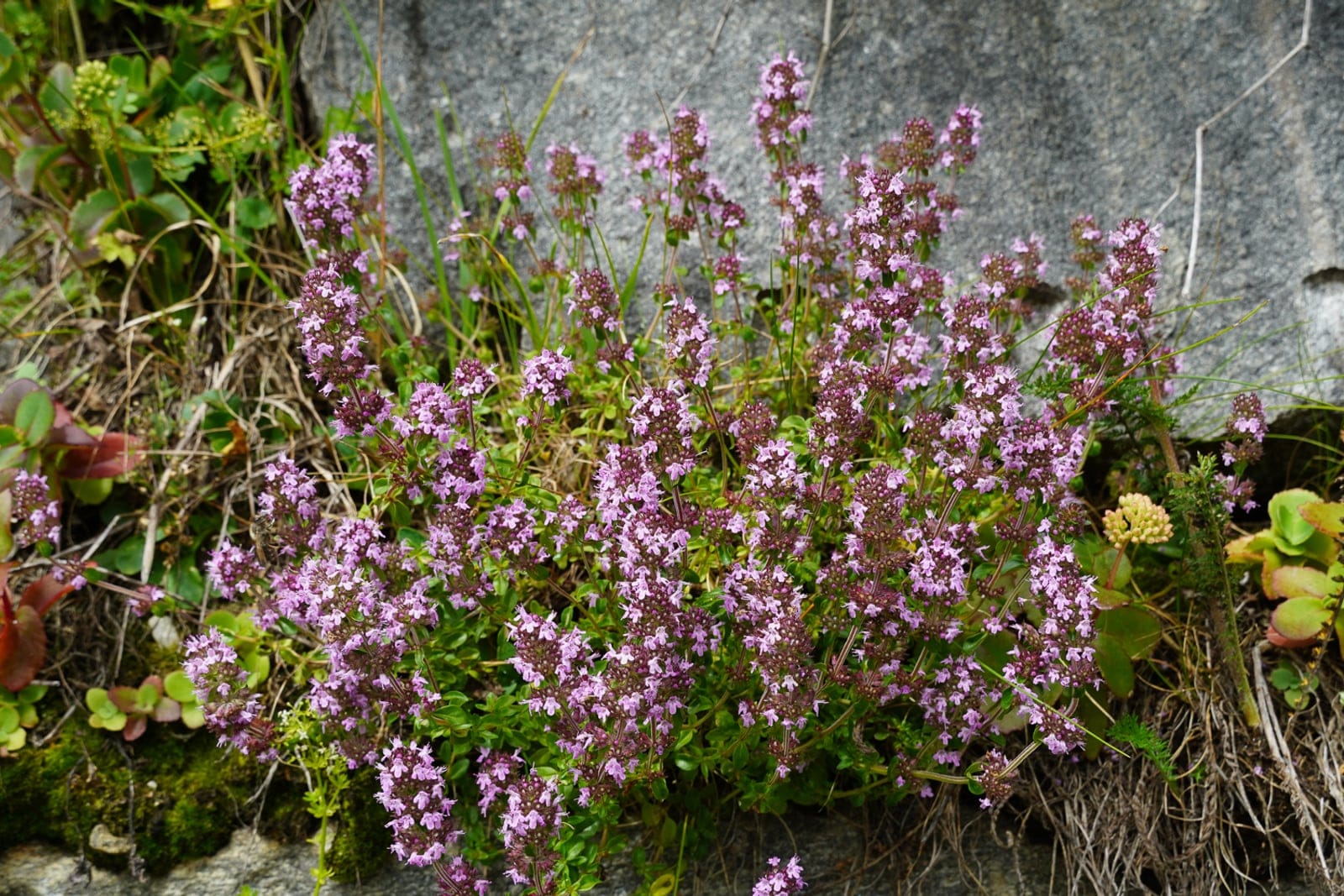 Common thyme (Thymus vulgaris) flowering in an alpine meadow, with small pink-white blooms above a low mound of narrow grey-green leaves.