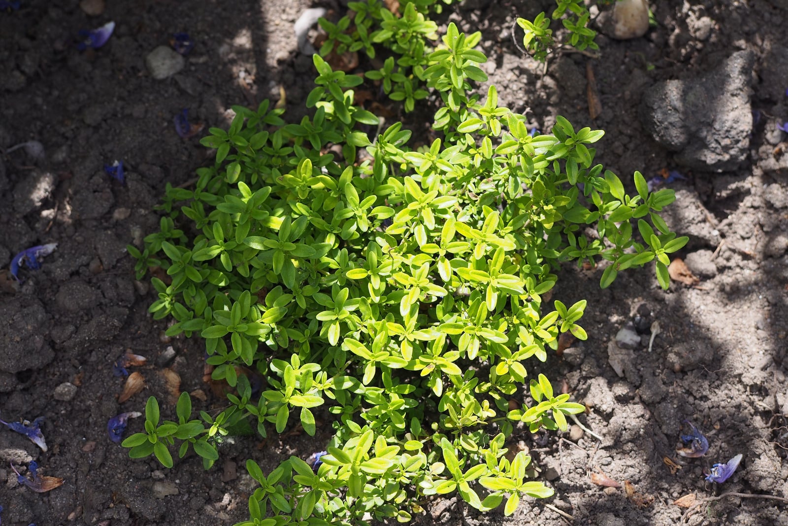 Lemon thyme (Thymus x citriodorus), a low mat of small evergreen leaves, some gold-variegated, forming a dense fragrant carpet.