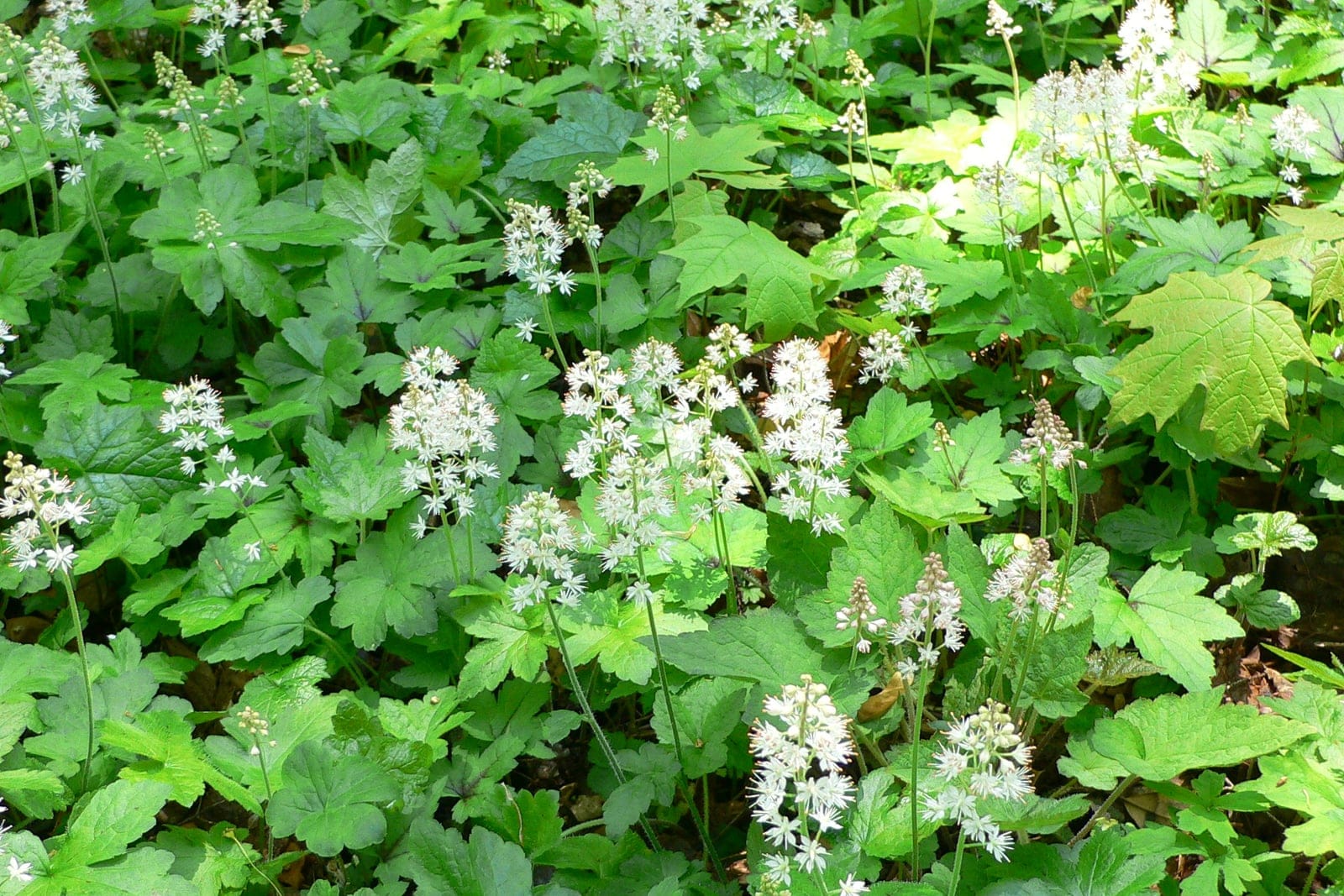 Foamflower (Tiarella cordifolia) showing characteristic frothy white spring flower spikes above heart-shaped foliage.