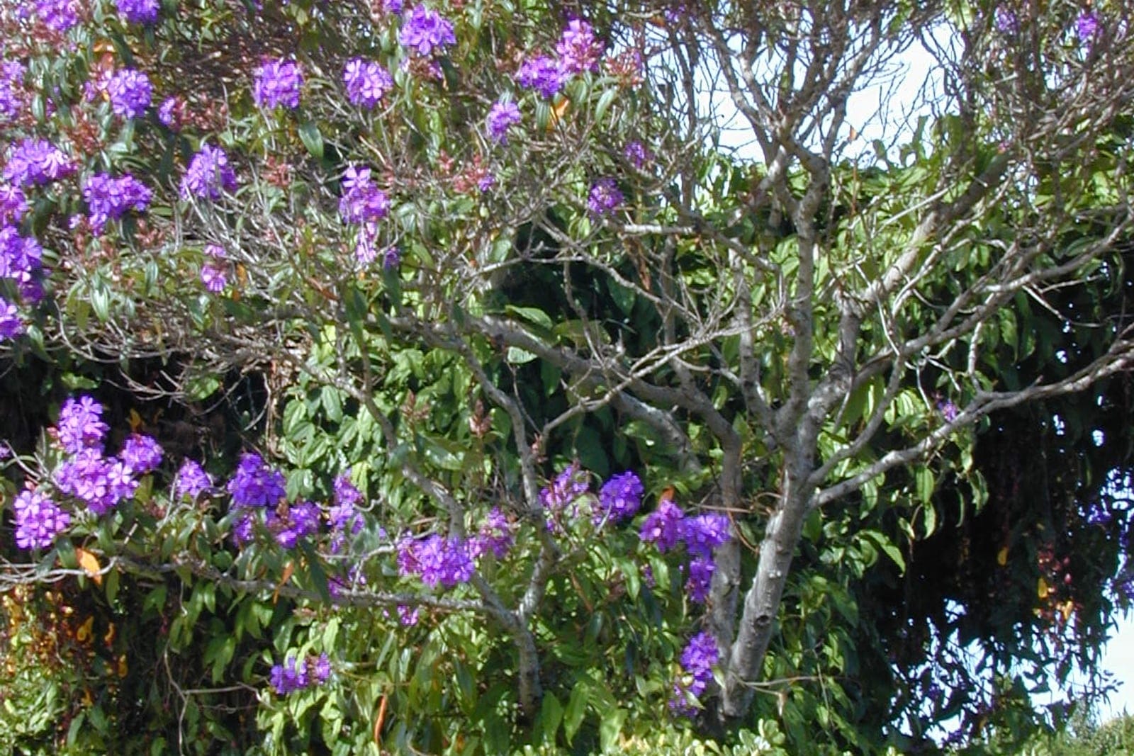 Glory tree (Tibouchina granulosa) - mature tree with a rounded, spreading umbrella-like canopy (habit), profuse violet-purple five-petaled flowers borne in terminal clusters across the crown, dark woody trunk and branches with dense evergreen foliage.