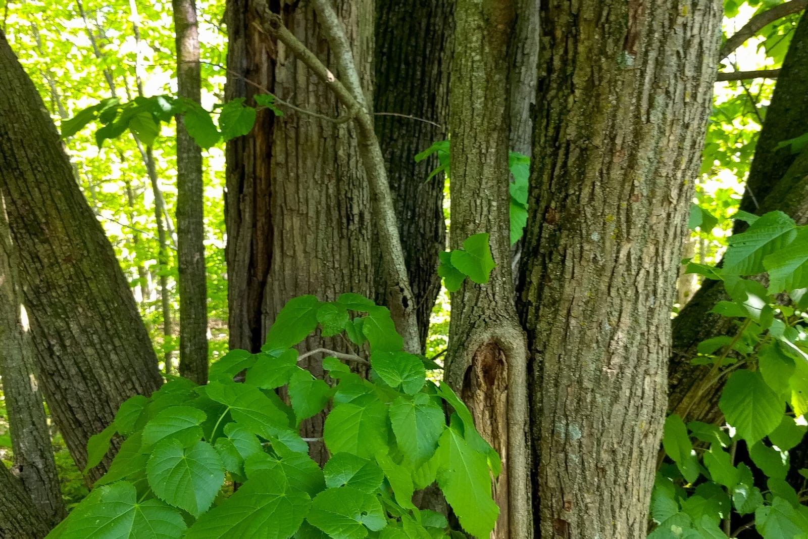 American basswood (Tilia americana) showing its large, asymmetric heart-shaped, coarsely serrated leaves against the furrowed gray trunk.