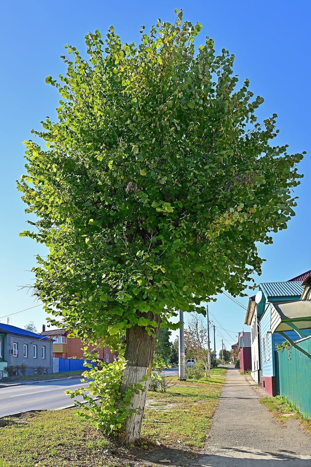 Littleleaf linden (Tilia cordata) - dense oval to pyramidal crown, heart-shaped leaves, single-trunk shade-tree form.