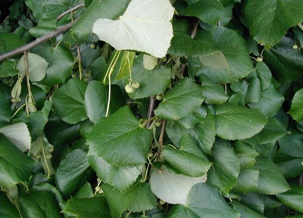 Silver linden (Tilia tomentosa) - heart-shaped toothed dark-green leaves, silvery-white woolly leaf undersides, small round nutlets on slender stalks, dense leafy canopy.