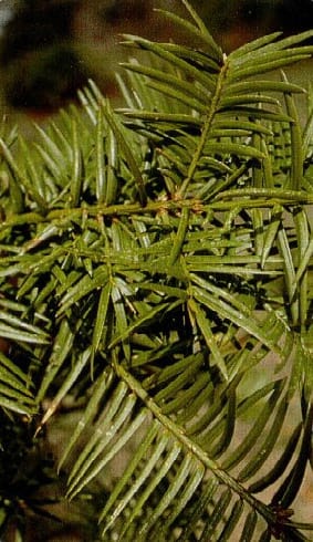 Florida torreya (Torreya taxifolia) - flat sharp-pointed dark-green needles, needles arranged in two ranks along the branchlets, yew-like evergreen foliage, stiff spreading branchlets.