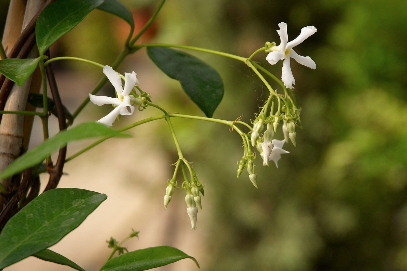 Star jasmine branch bearing open white pinwheel flowers and pendant buds against dark glossy leaves