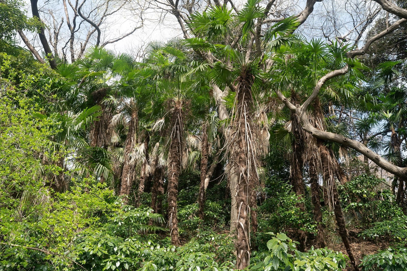 Mature windmill palms (Trachycarpus fortunei) growing by a roadside in Tokyo, Japan, showing fan-shaped fronds and fibrous trunks