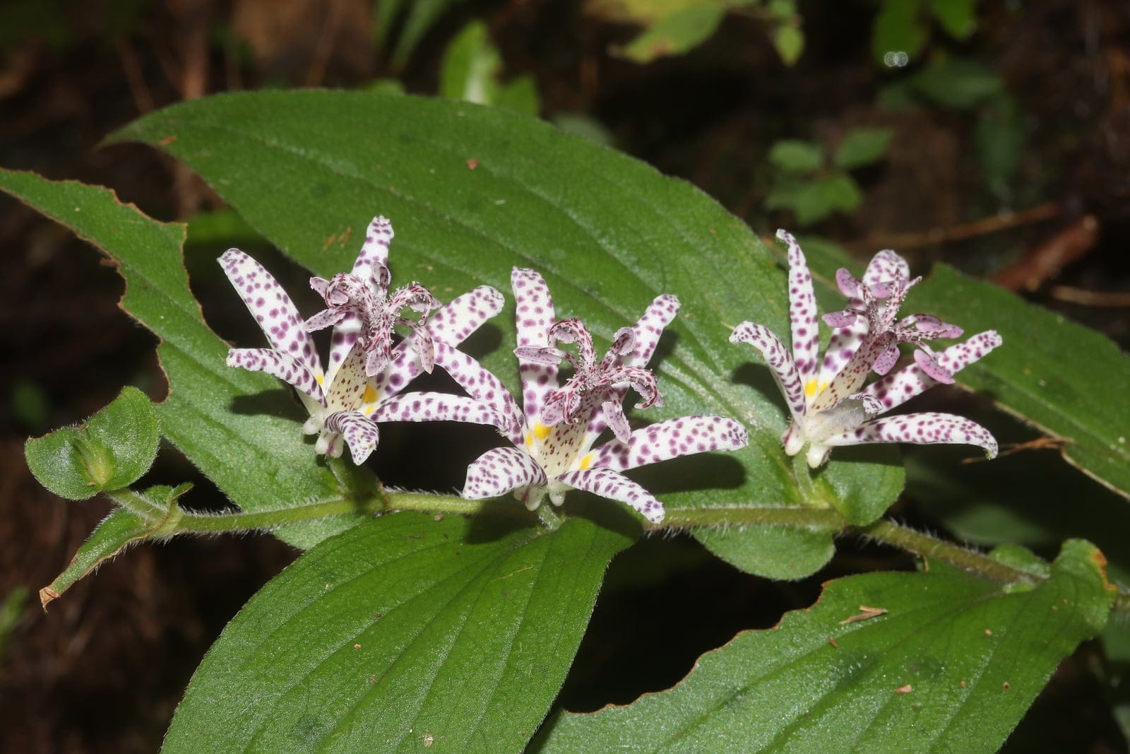 Close-up of a Tricyrtis hirta flower showing white tepals densely spotted with dark purple markings and prominent stamens