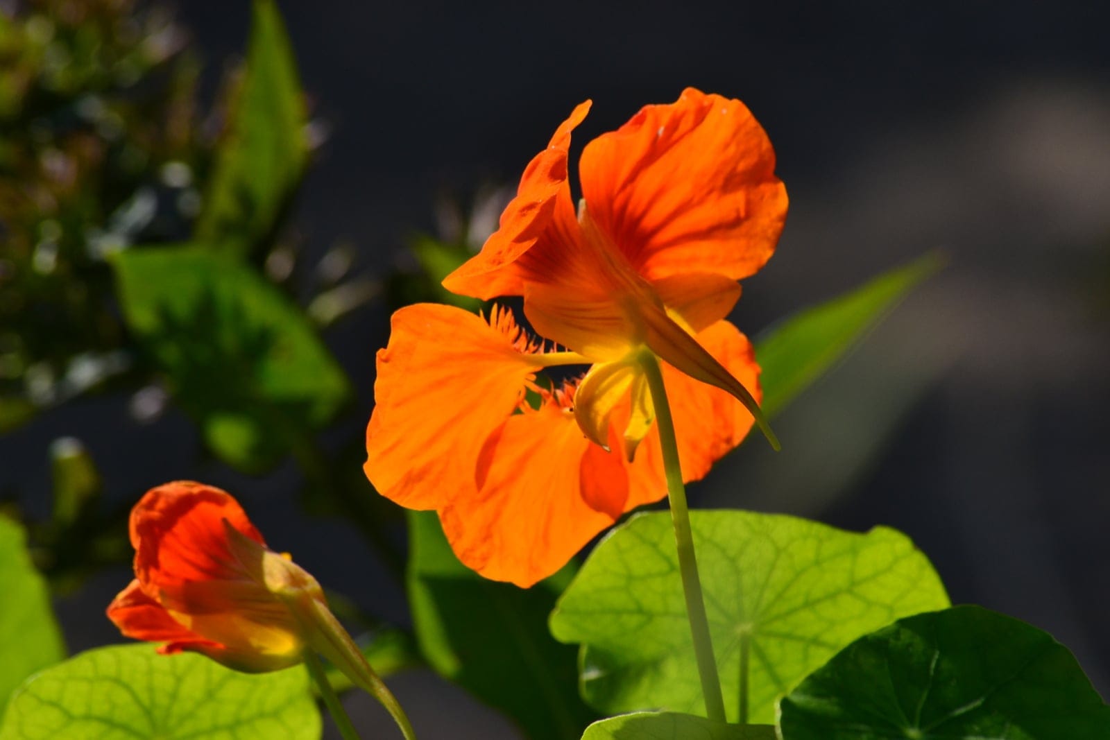 Primeiro plano de capuchinha (Tropaeolum majus) mostrando uma flor alaranjada de cinco pétalas, em forma de funil e com esporão longo, acima de uma folha redonda e peltada com as nervuras irradiando de um ponto central.