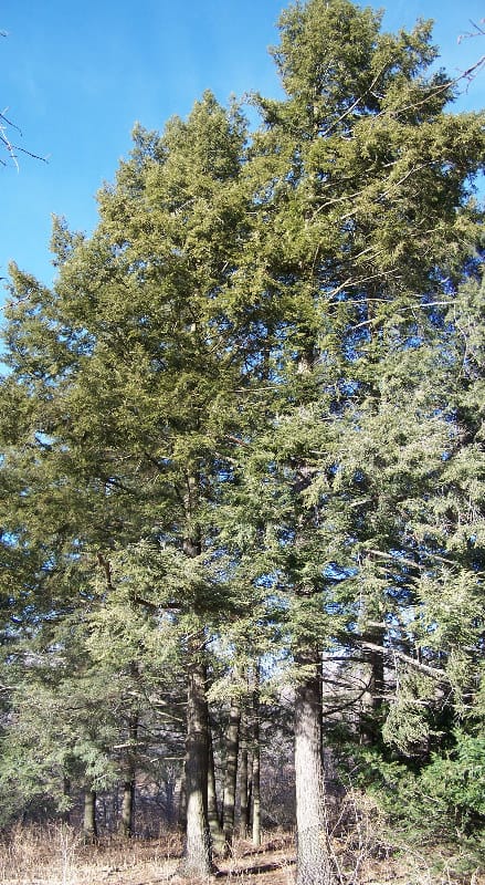 Eastern hemlock (Tsuga canadensis) - conical to pyramidal conifer form, dense fine green foliage, slightly drooping leader.