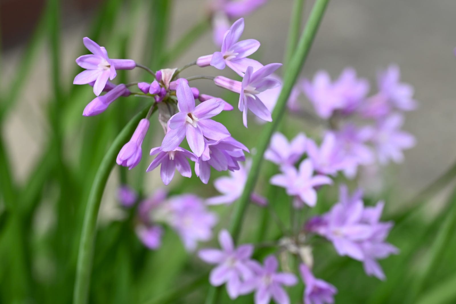 Ail d'agrément (Tulbaghia violacea) - plusieurs ombelles arrondies de petites fleurs étoilées rose lilas, hampes florales grêles (scapes) portant les ombelles au-dessus du feuillage, feuilles étroites, graminiformes, rubanées et vert-gris formant des touffes à l'arrière-plan.