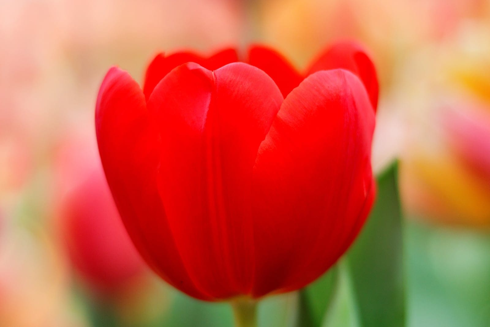Un único tulipán híbrido rojo (Tulipa) con la clásica forma de copa en plena floración sobre un tallo verde, con un macizo de tulipanes desenfocado detrás.