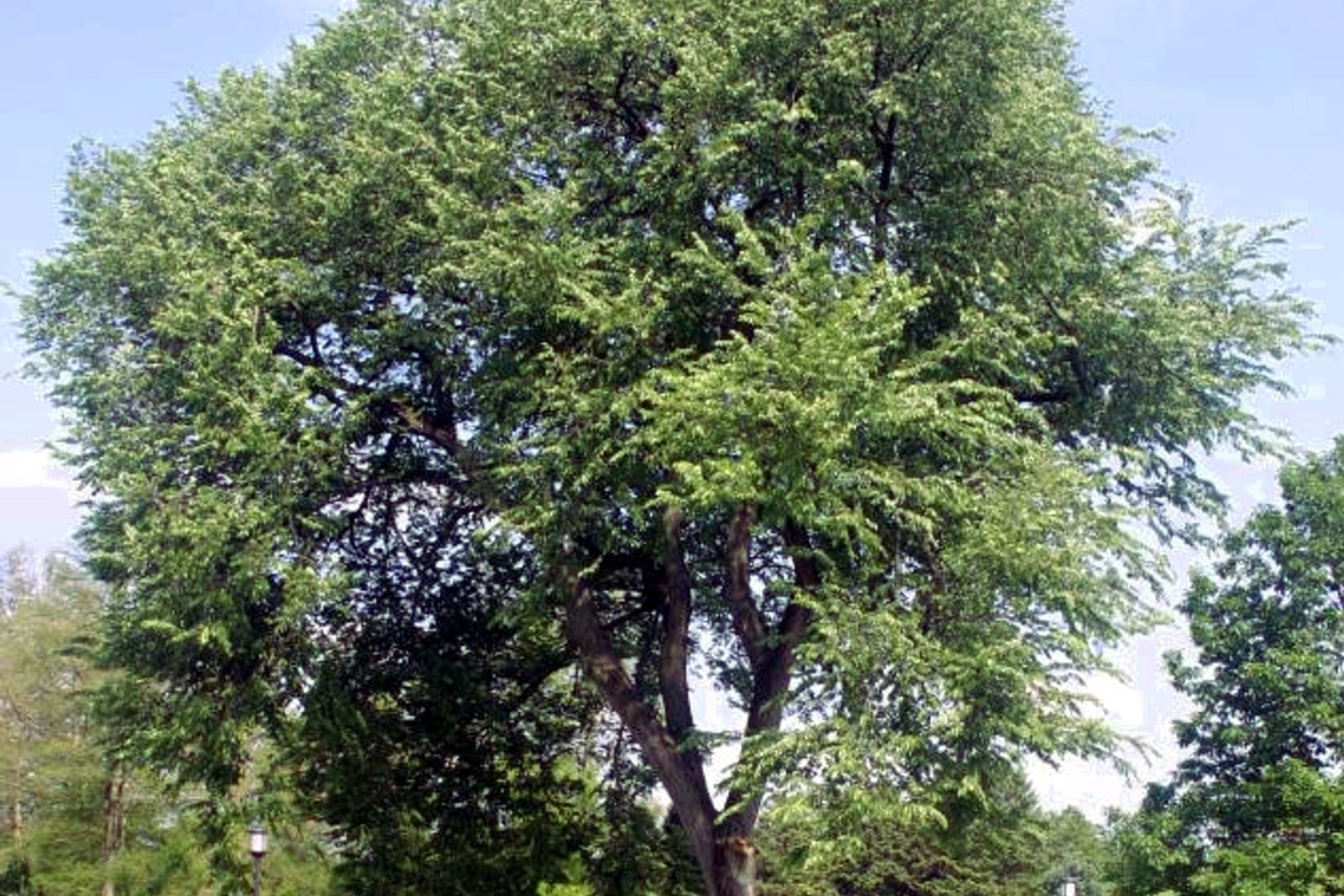 American elm (Ulmus americana) - iconic high-arching vase-shaped crown, spreading arching limbs, large shade-tree form.