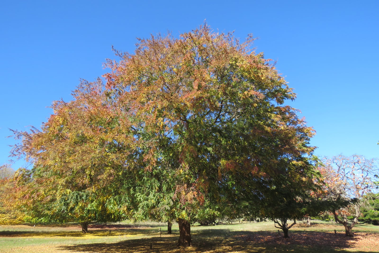 A mature Chinese elm (Ulmus parvifolia) standing alone on a mown park lawn under a clear blue sky, its short dark trunk carrying a broad, rounded dome of fine, drooping branches whose small leaves are turning from green to yellow, orange and rust, with fallen leaves in its shade and other trees at the edges.