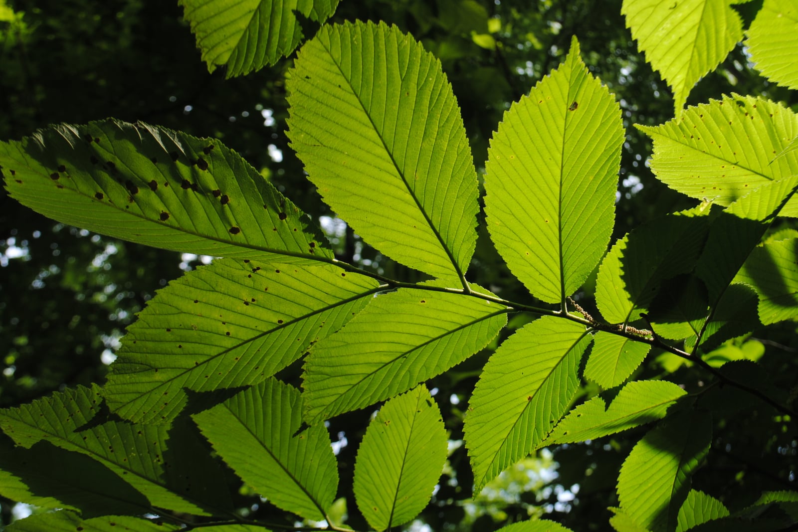 Close view of a slippery elm (Ulmus rubra) trunk filling the frame, its grey-brown bark broken into long, rough, scaly ridges that run up the trunk and split into narrow plates, with a dark green, out-of-focus woodland at the edges.