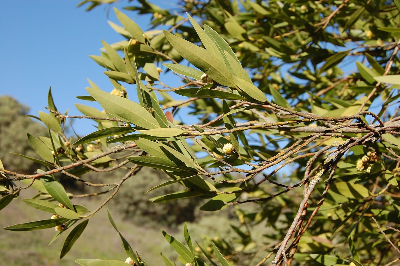 California bay laurel (Umbellularia californica) - narrow lance-shaped leathery leaves, aromatic evergreen foliage, small pale yellow-green flower buds, open branching.