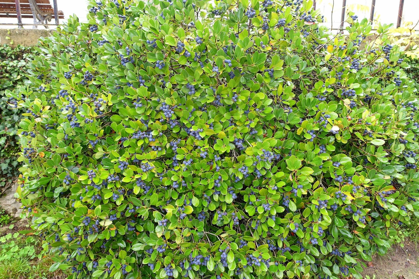 A mature highbush blueberry (Vaccinium corymbosum) shrub in a botanical garden, showing the dense, rounded multi-stem habit hung with ripening blue berries.