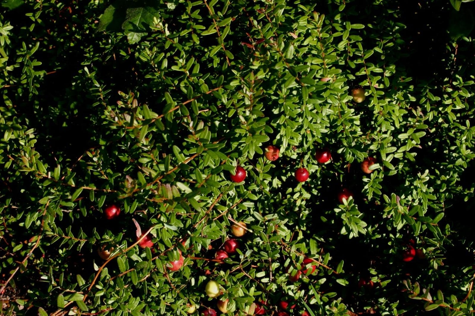 American cranberry (Vaccinium macrocarpon) in sunlight: a dense mat of small oval green leaves on thin reddish-brown trailing stems, with round ripe red berries and a few pale, blushing unripe ones scattered through it.