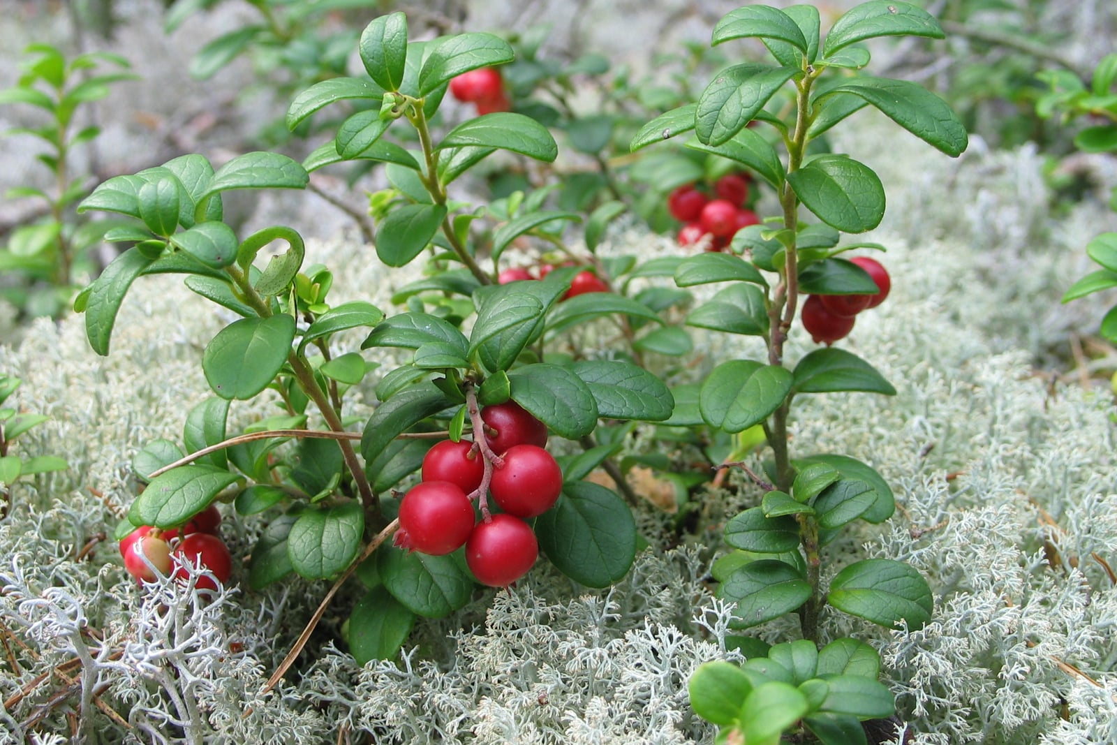 Lingonberry (Vaccinium vitis-idaea) upright evergreen shoots with glossy dark green oval leaves and hanging clusters of round bright red berries, growing out of a carpet of pale grey reindeer lichen.