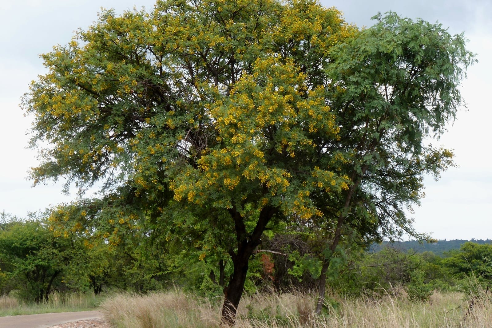 Sweet thorn (Vachellia karroo) - broad, rounded crown of fine bipinnate foliage typical of the sweet thorn, golden puff-ball flowers densely covering the canopy in summer flush, mature single-trunk tree habit set in its native south african veld/grassland.