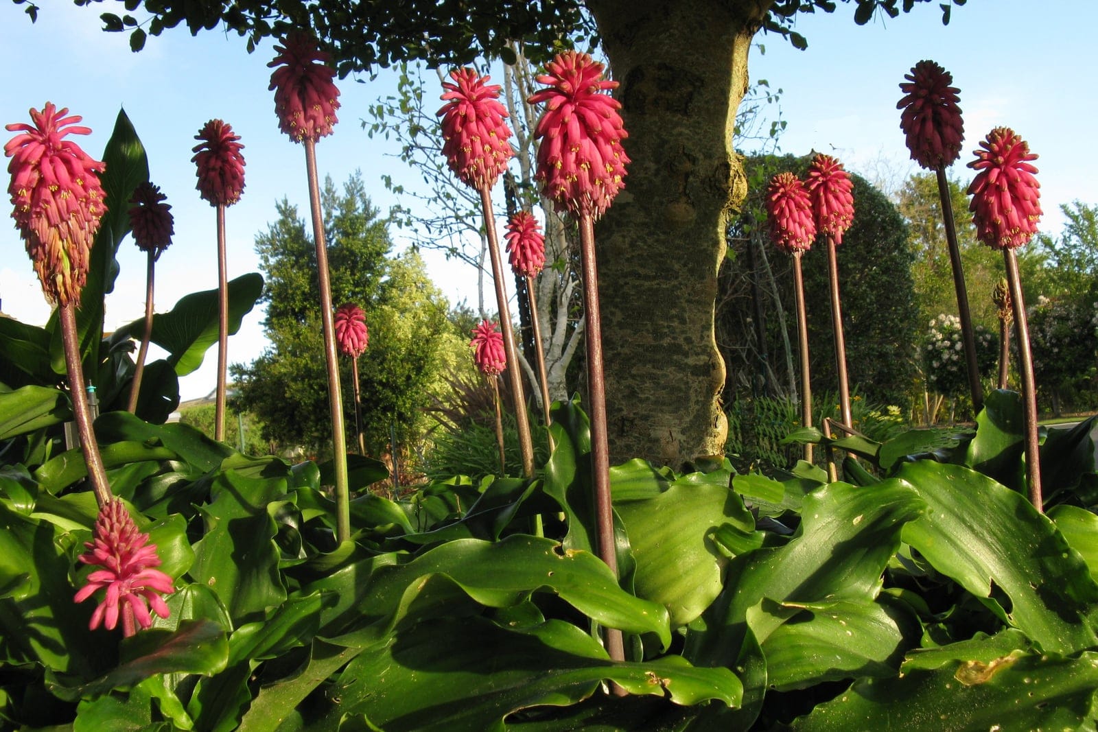 A forest lily (Veltheimia bracteata) in bloom, with a rosette of glossy strap-shaped leaves and an upright stem topped by a dense cluster of pendent pink tubular flowers.