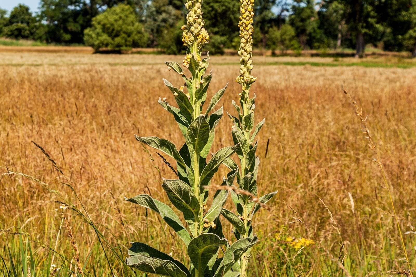 Common mullein (Verbascum thapsus) - tall, stout, woolly flowering spike rising as a single dramatic stem, soft-yellow flowers densely set along the upper spike, clump of large, soft, felted grey-green woolly leaves at the base of the stem.