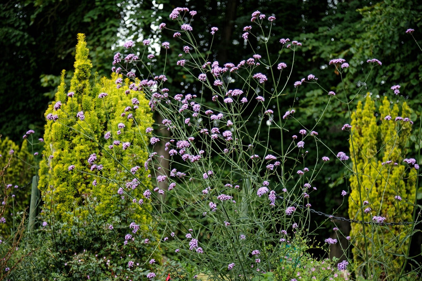 Tall verbena (Verbena bonariensis) in flower: tall, thin stems carrying dense, flat-topped clusters of small purple-lavender flowers held high above the foliage.