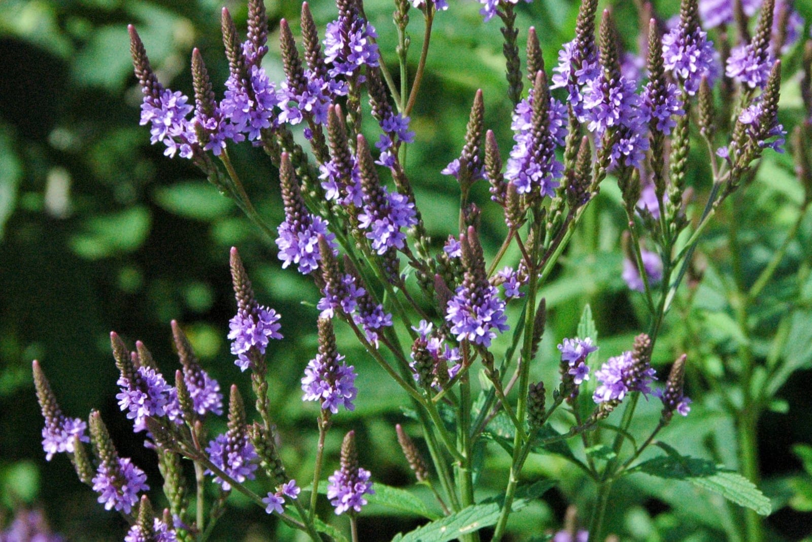 Blue vervain (Verbena hastata) showing the candelabra-like branching of slender, pencil-like spikes of small purplish-blue flowers above lance-shaped toothed leaves.