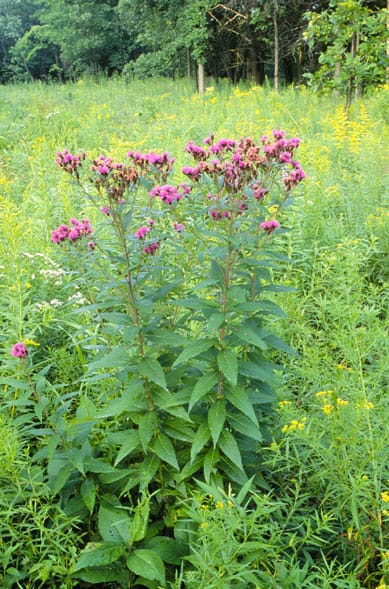 Prairie ironweed (Vernonia fasciculata) - flat-topped clusters of red-purple flowers, tall erect prairie stems, lance-shaped leaves.